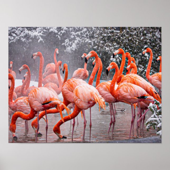 Poster American Flamingo, ave colorida, (Frente)