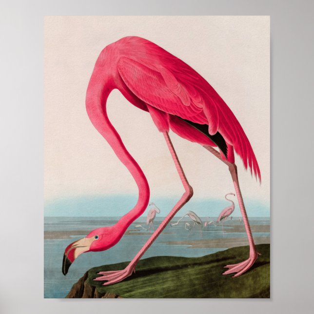 Poster American Flamingo Birds of America Audubon Impress (Frente)