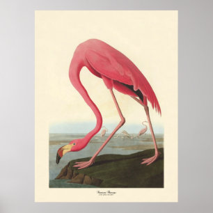 Poster American Flamingo   John James Audubon