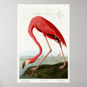 Poster American Flamingo, por John James Audubon