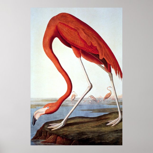 Poster American Flamingo - Vida selvagem de John Audubon (Frente)