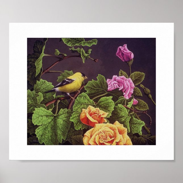 Poster American Goldfinch (Frente)