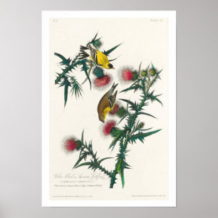 Poster American Goldfinch por Audubon