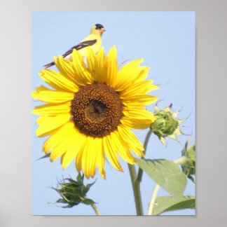 Poster American Goldfinch sobre Sunflower