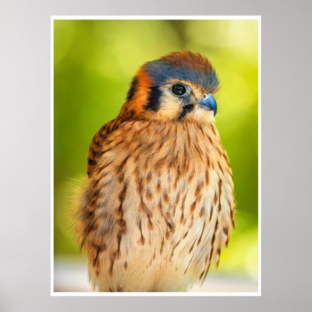 Poster American Kestrel Falcon Portrait Wildlife Print (Frente)