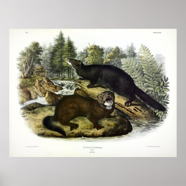 Poster American Mink, Neovison vison de Audubon (Frente)