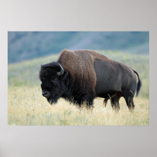 Poster American Plains Bison