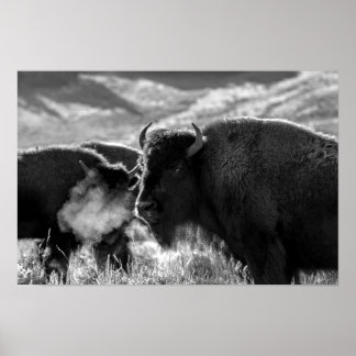Poster American Plains Bison