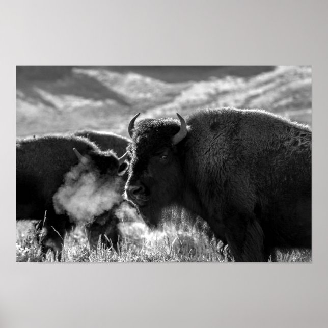 Poster American Plains Bison (Frente)