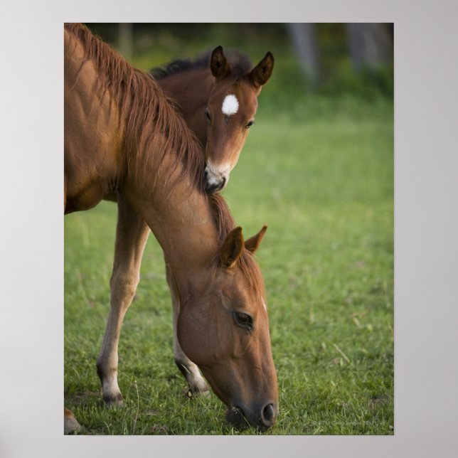 Poster American Quarter horse mare and colt in field at (Frente)