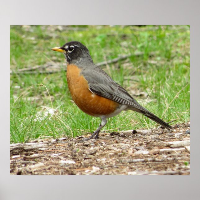 Poster American Robin (Frente)