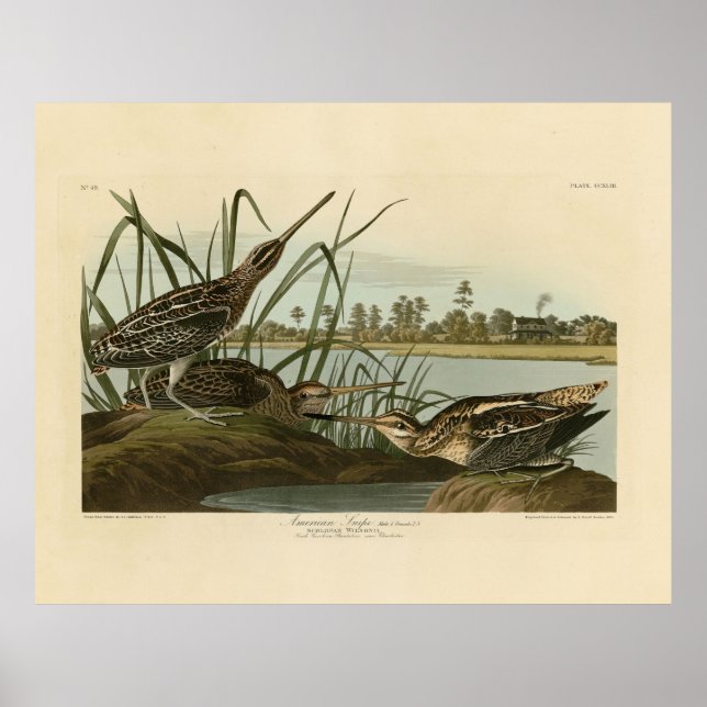 Poster American Snipe (Wilson) Berços da América de Audub (Frente)