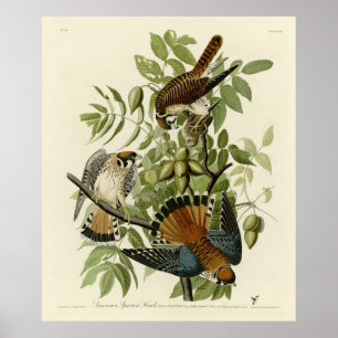 Poster American Sparrow Hawk - As Aves da América de Audu