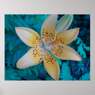 Pôster American Tiger Lily