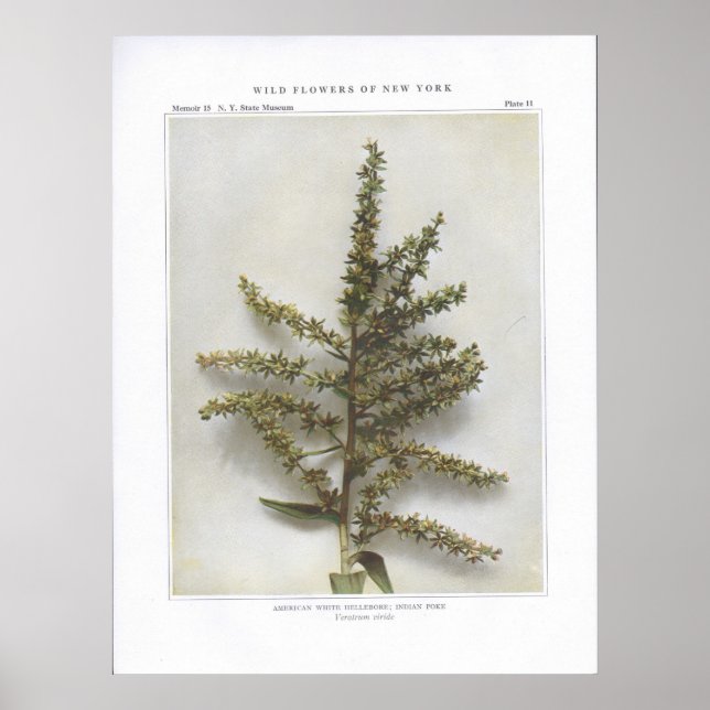 Pôster American White Hellebore; Indian Poke (Frente)