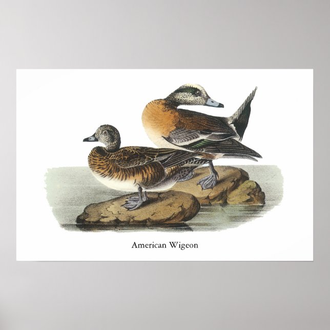 Pôster American Wigeon, John Audubon (Frente)