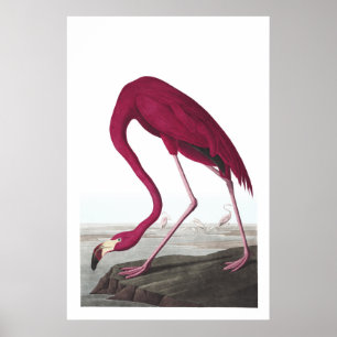 Poster americano da ilustração do flamingo