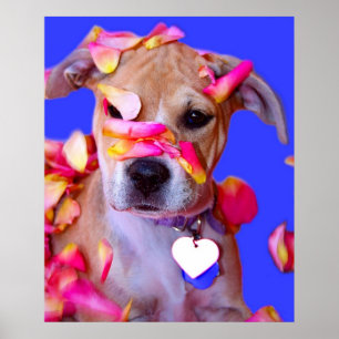 Pôster Americano Staffordshire Terrier Boxer Mix Puppy Do