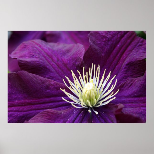 Pôster Ametyst Clematis (Frente)