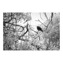 Amido numa árvore congelada