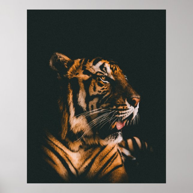 POSTER AMIGO ADULTO DE TIGER PRONE LYING DENTRO DIM ROOM  (Frente)
