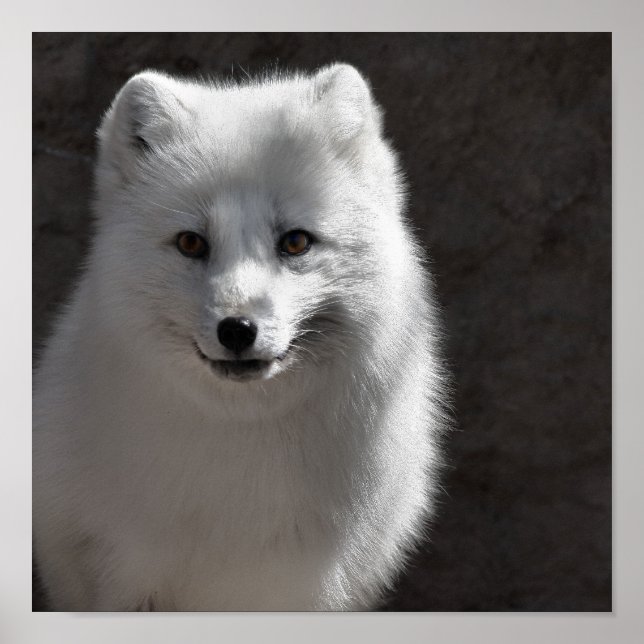 Pôster Amigo Ártico (Frente)