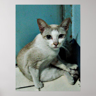 Pôster Amigo de Gato Siamês