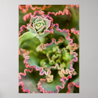 Poster Amigo emergente de uma Planta Echeveria