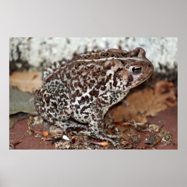 Pôster Amigo ou Sapo (Frente)