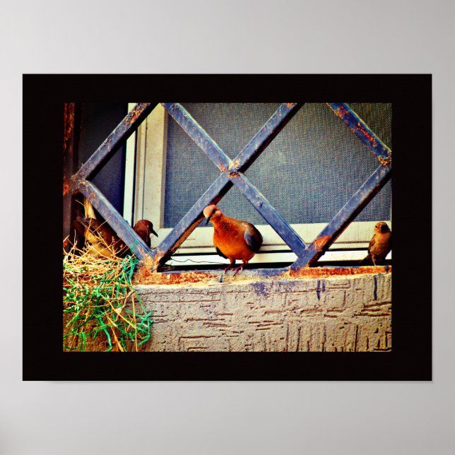 Poster Amigos de Aves (Frente)