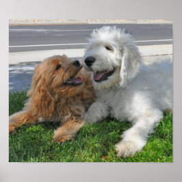 Pôster Amigos de Goldendoodle e Labradoodle