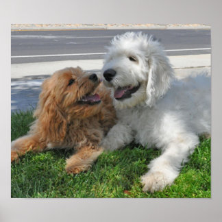 Pôster Amigos de Goldendoodle e Labradoodle