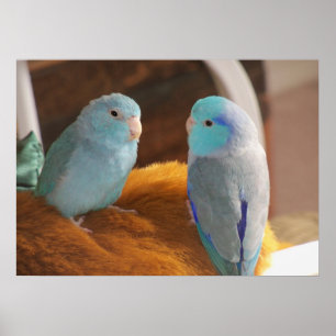 Poster Amigos de Pé Azul Parrotlets do Pacífico Arte de A