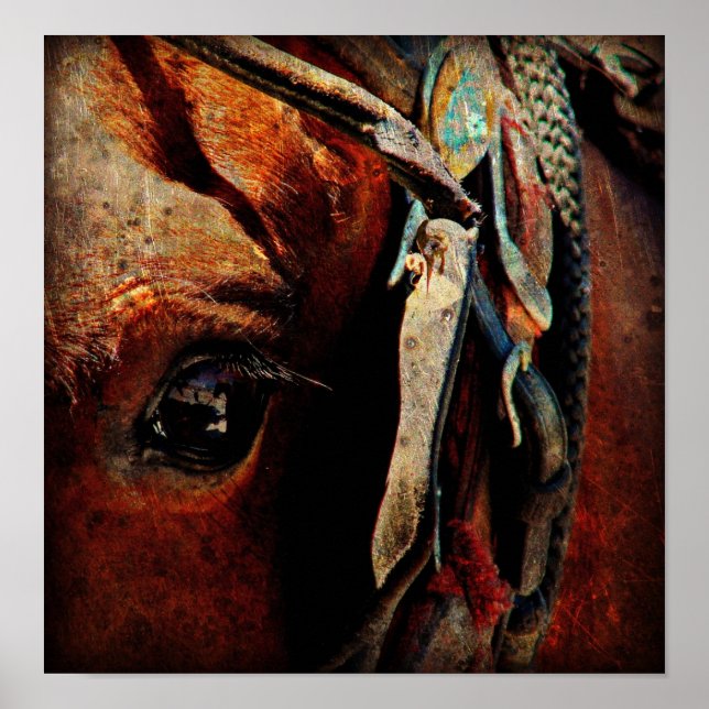 Pôster Amish Horse (Frente)