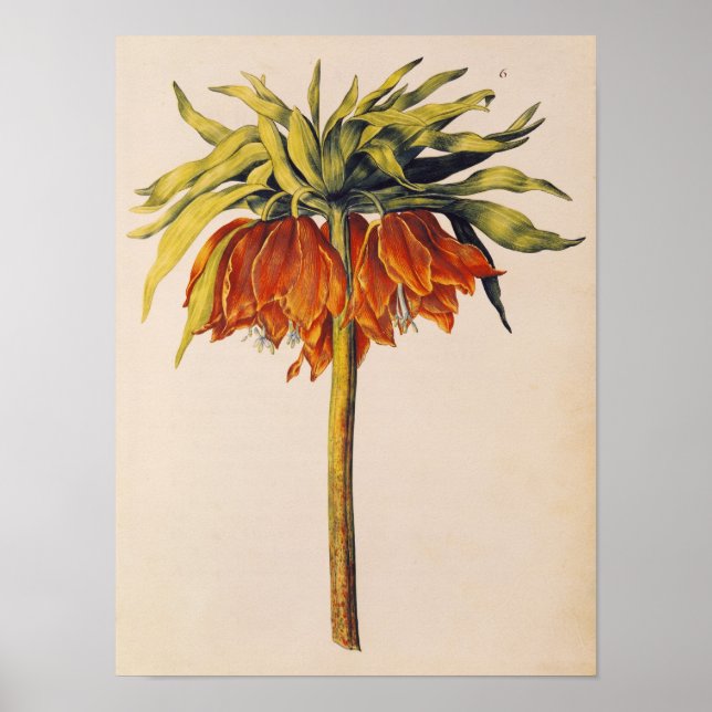 Pôster Amizade Coroa, de La Guirlande de Julie (Frente)