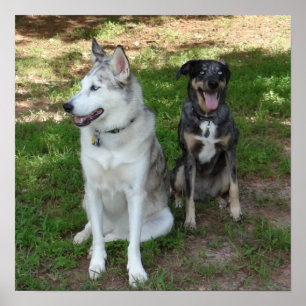 Poster Amizade do cão de Catahoula e de Ausky