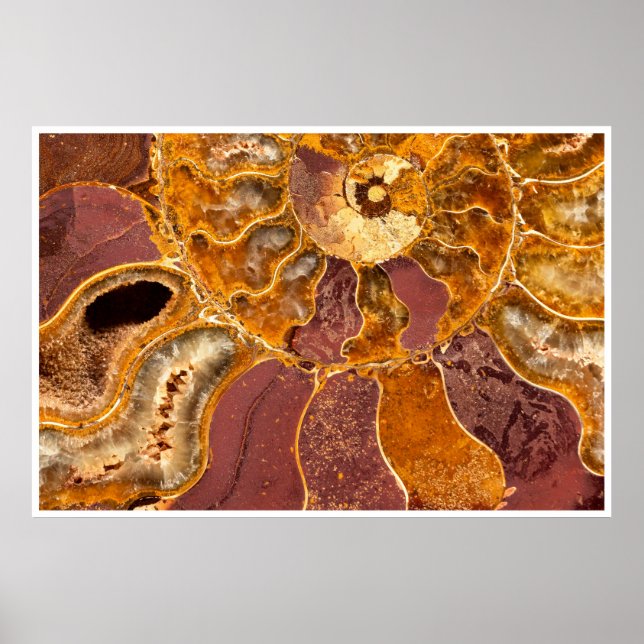 Poster Ammonite Fossil Close-Up Print Ancient Marine Art (Frente)