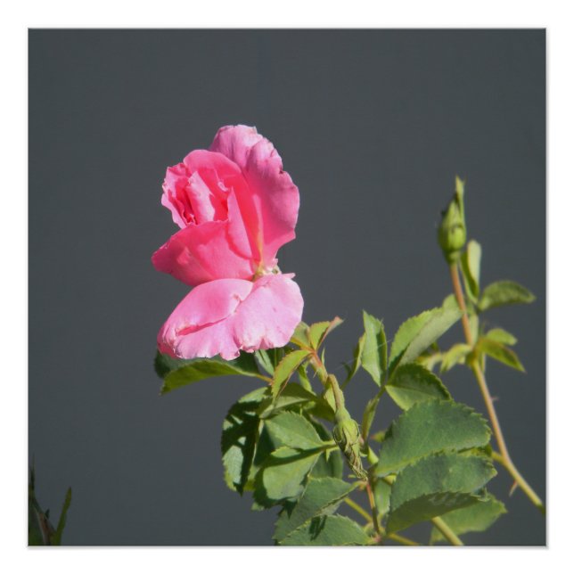 Pôster Amor à Hora de Verão... (Frente)