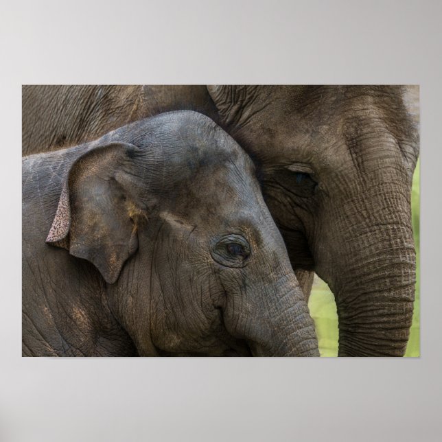 Poster Amor A Mãe Elefante (Frente)
