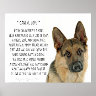 Poster Amor canino