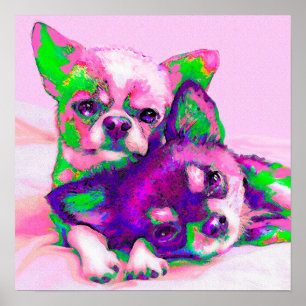 Pôster amor da chihuahua