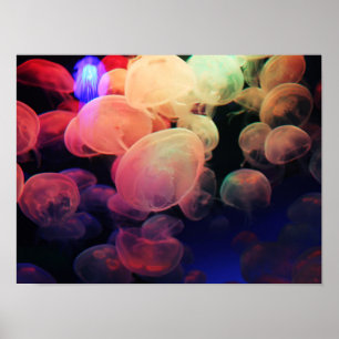 Poster Amor da geléia