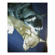Amor de Cachorrinho