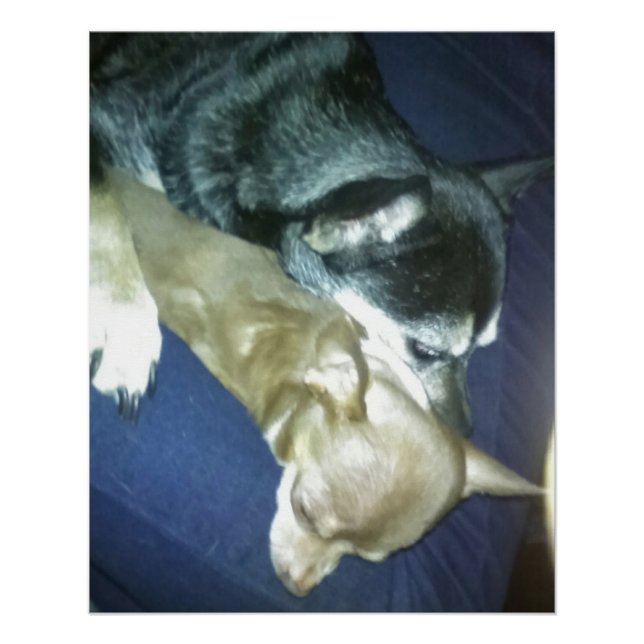 Pôster Amor de Cachorrinho (Frente)
