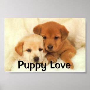 Pôster Amor de filhote de cachorro