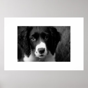 Poster Amor de filhote de cachorro