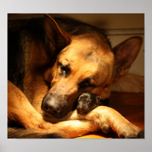 Pôster Amor de GSD