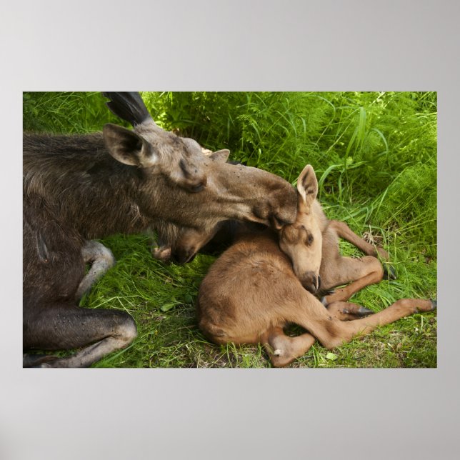 Pôster Amor de Mãe (Frente)