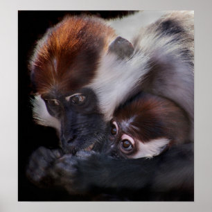 Pôster Amor de mães