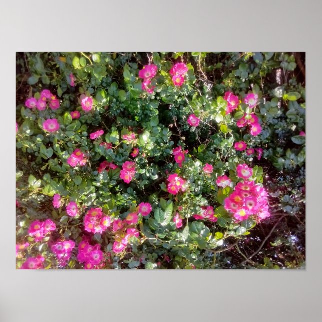Poster Amor de Rosa (Frente)